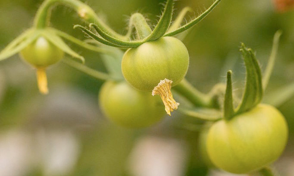 Fertilized tomato