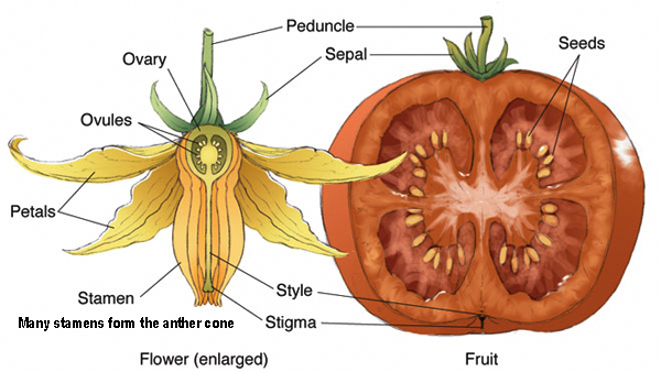 Flower parts