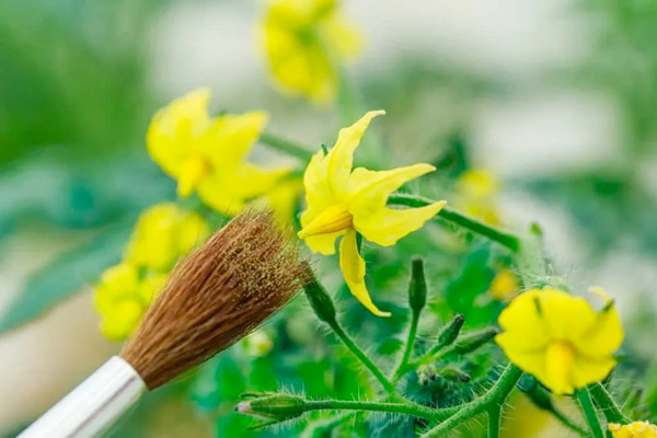 Pollination