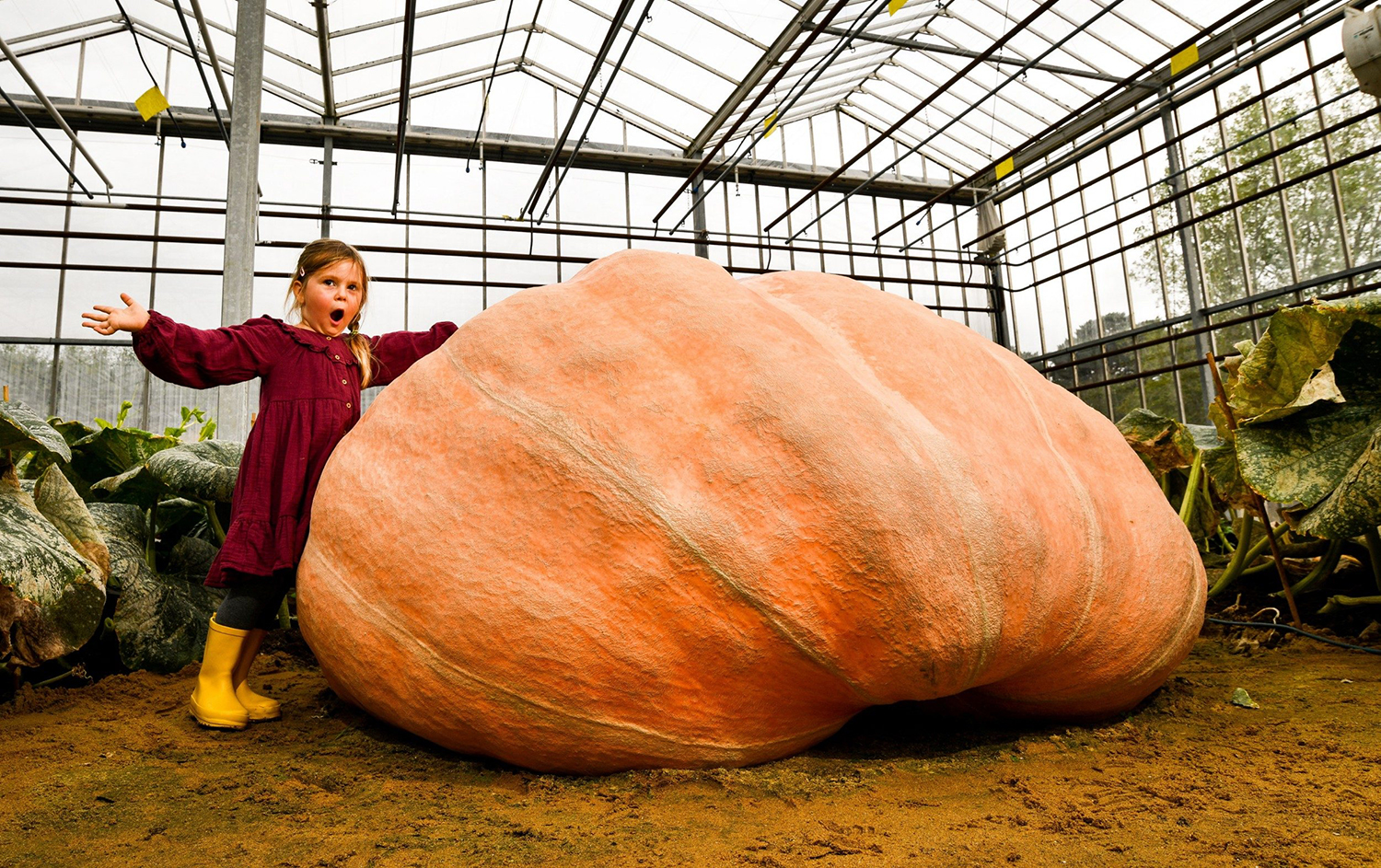 5.21 lb Vander Wielen Tomato Seed - Worldwide Giant Growers