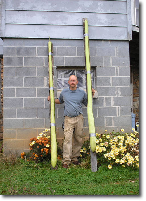 long gourds