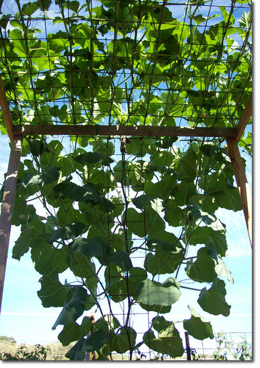 long gourd trellis