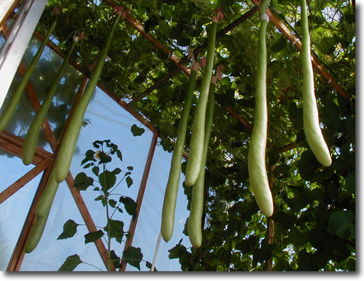 Long Gourd