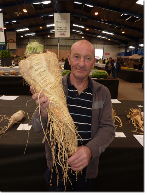 giant parsnip