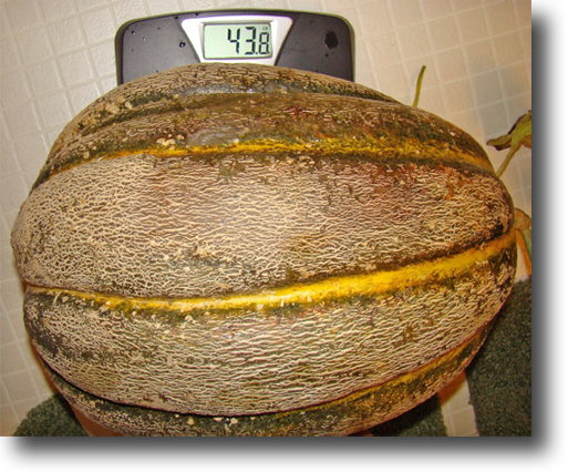 43.8 lb cantaloupe