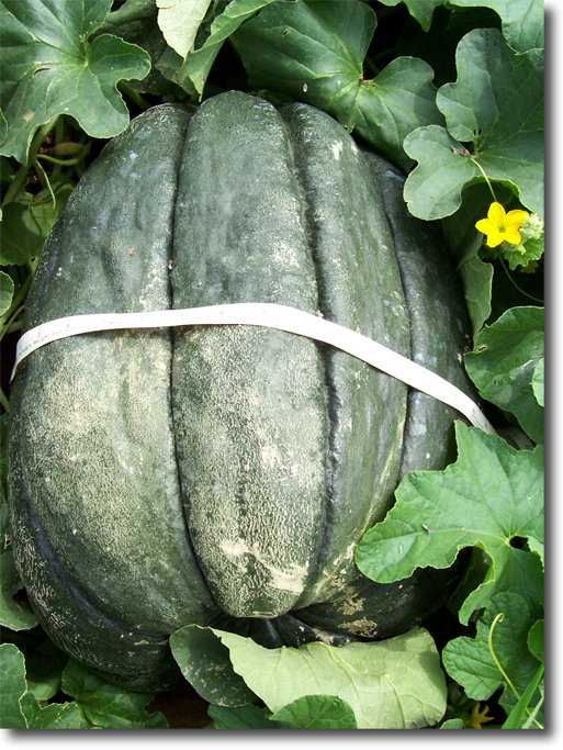 giant cantaloupe