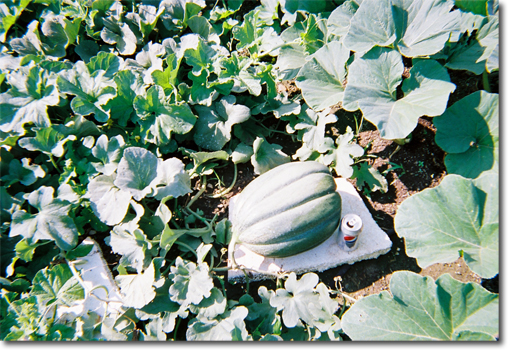 cantaloupe in garden