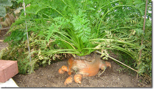 digging carrot