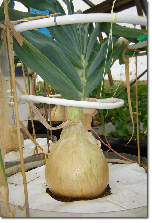 giant onion