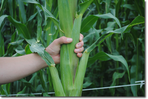 giant ear of corn