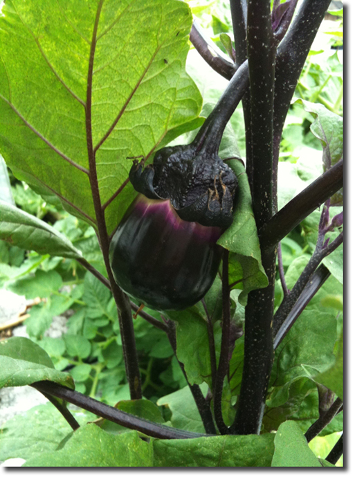 Artificial Aubergine Eggplant Purple Fruit 6.5 Inches Fake Summer Fruits 