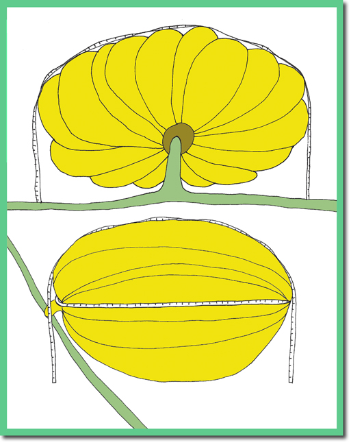 estimating pumpkin weight