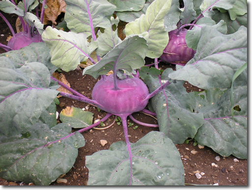 giant Kohlrabi