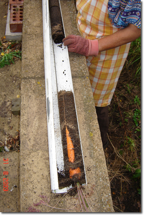 carrots in long pipe