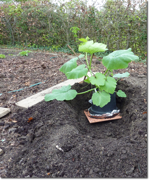 Giant Marrows