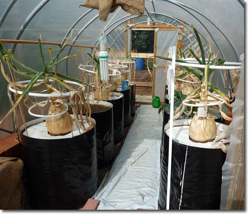 onions in greenhouse