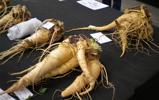 parsnip competition