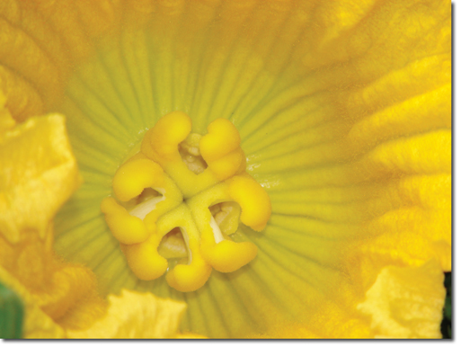 female giant pumpkin flower