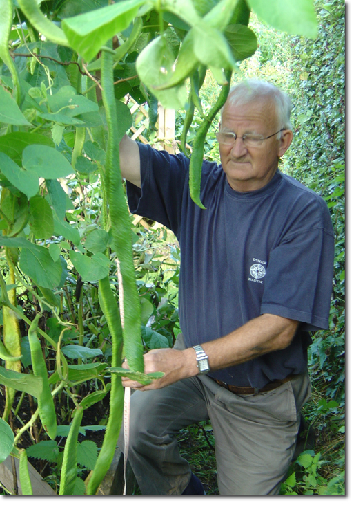 runner bean