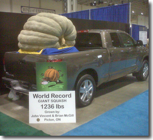 giant squash