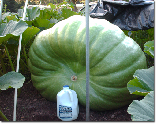 giant squash