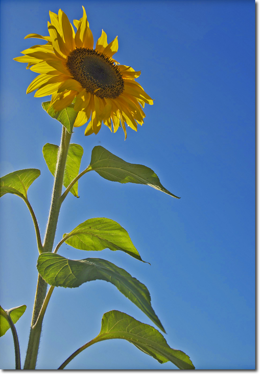 giant sunflowers