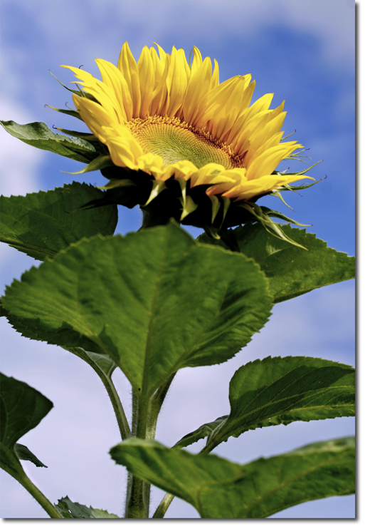 giant sunflowers