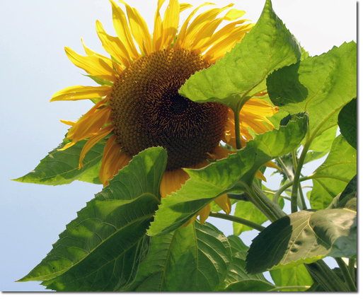 giant sunflowers