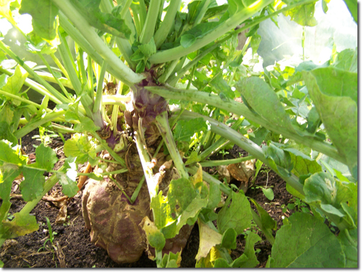 giant swede/rutabaga