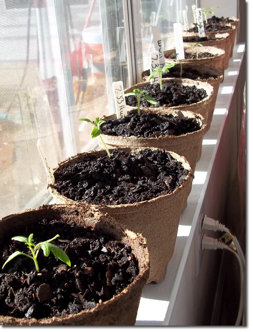 Giant Tomato Seedlings