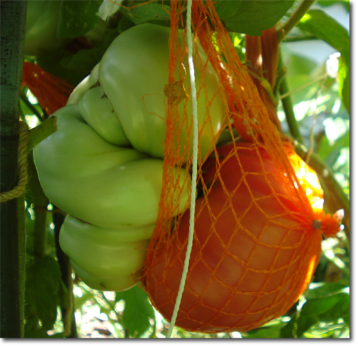 Giant Tomatoes