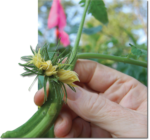 Giant Tomato Megabloom