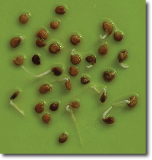 Giant Tomato Seeds