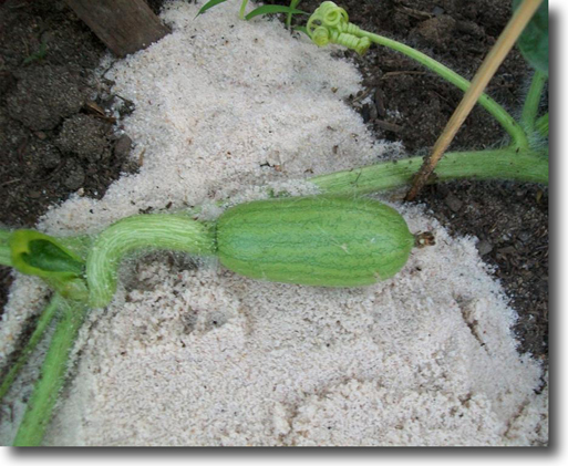 Giant Watermelons