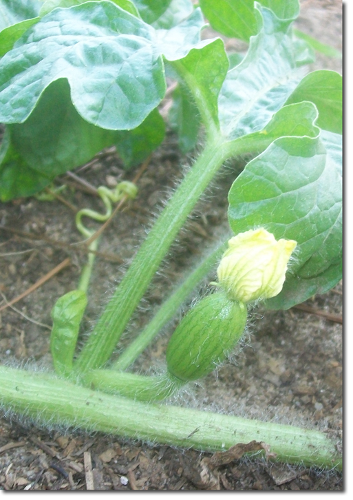 Giant Watermelons