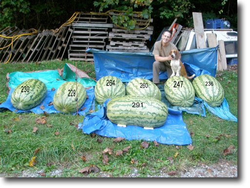 Giant Watermelon