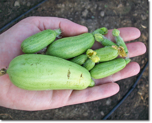 Giant Watermelons