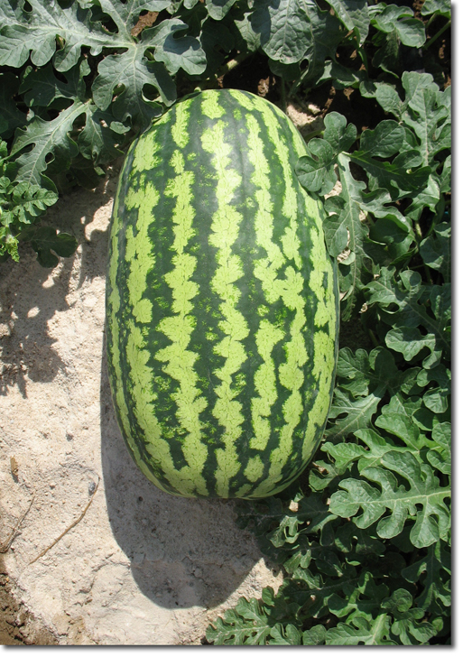 Giant Watermelons