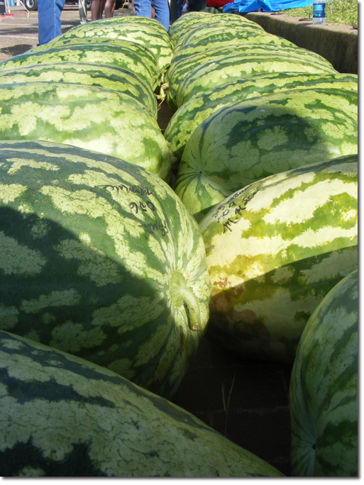 Giant Watermelons